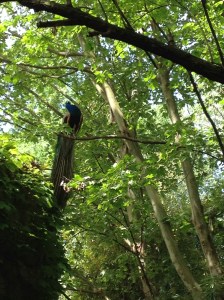 A-ah! A-ah! A-ah! You know, the bird sound used in movies to designate a place as "exotic."