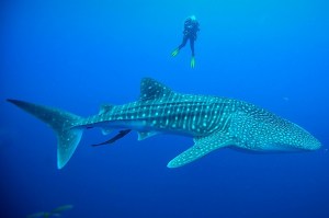 TvyamNb-BivtNwcoxtkc5xGBuGkIMh_nj4UJHQKuoXI_pmE1CkZCKPkYaGxMCeBY58_Hup-5j6jH7w